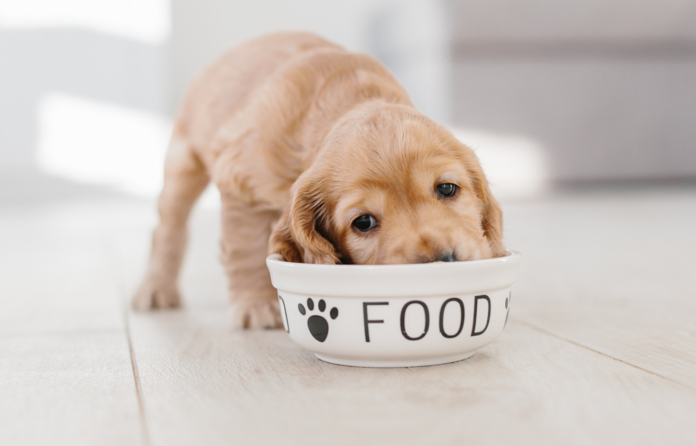 How to Choose the Perfect Food for Your Pup